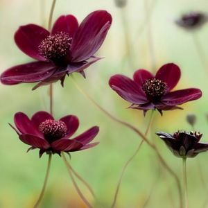 Meet your Posher, Majeda